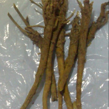 干黄芩