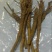 干黄芩