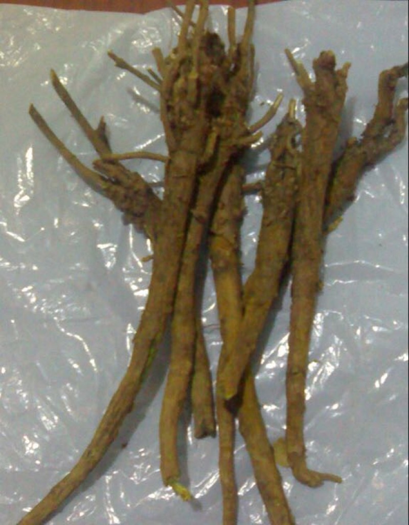 干黄芩