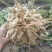 黑花生干货带壳