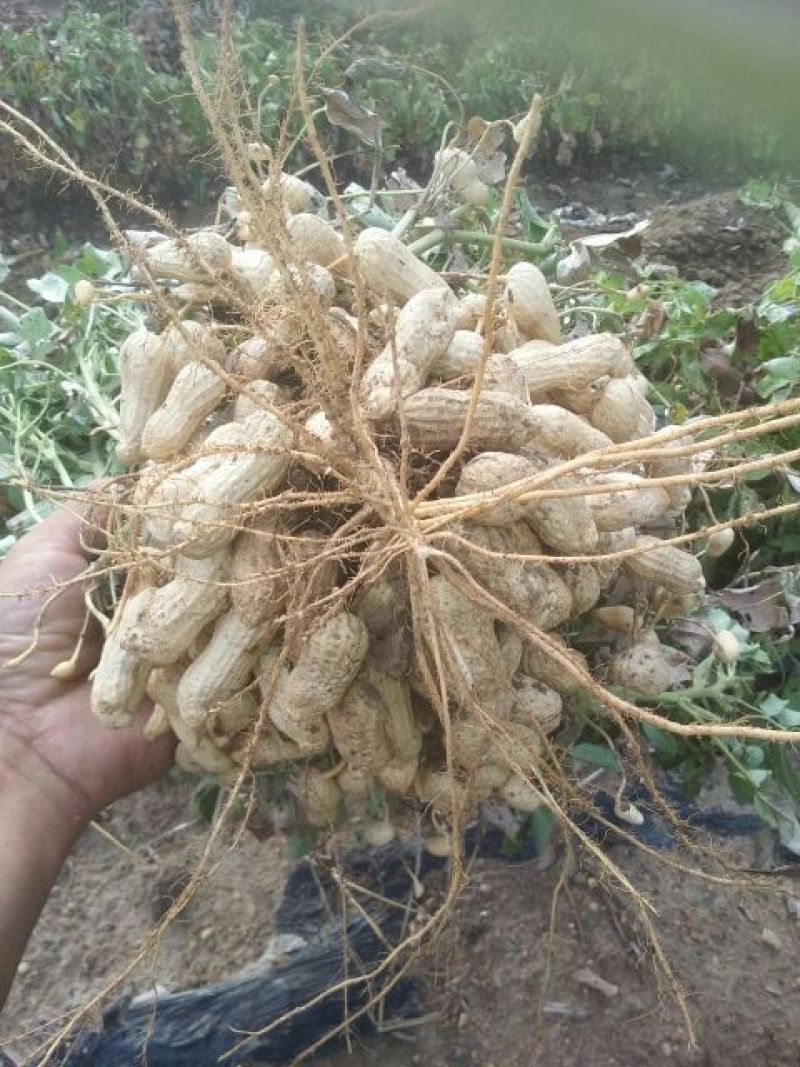 黑花生干货带壳