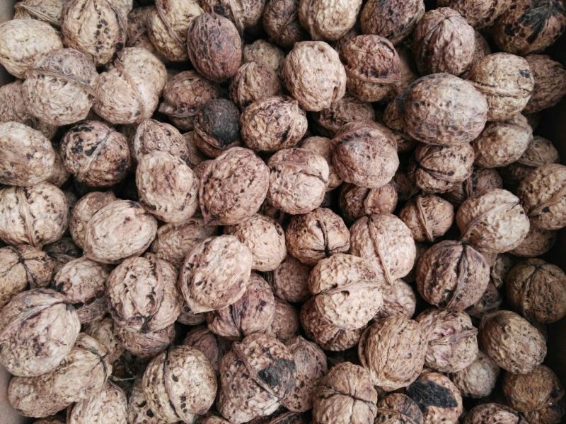 纸皮核桃30mm以上去皮干
