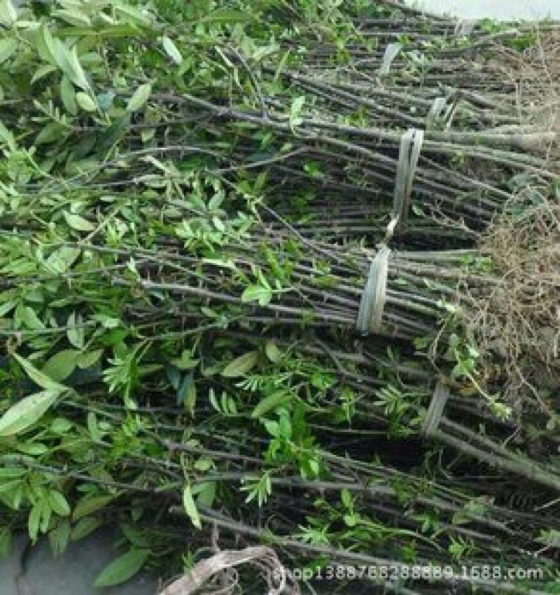 优质花椒苗大红袍花椒苗无刺花椒量大优惠0.5~1年