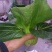 青菜20~25cm