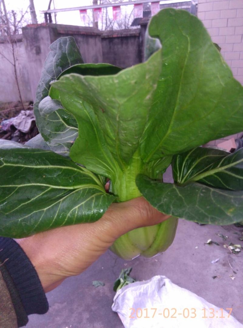 青菜20~25cm