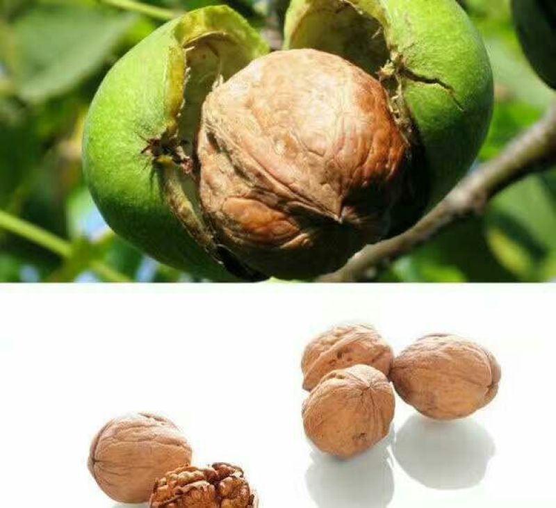 薄皮核桃去皮干