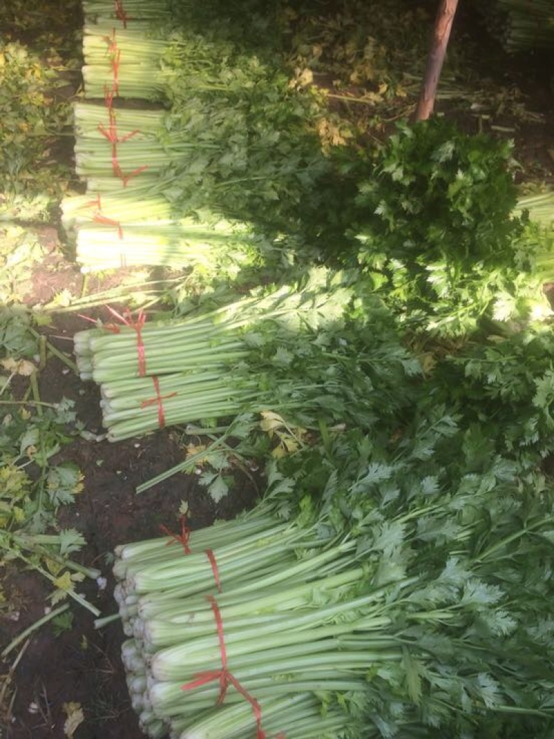 大量低价供应金乡西芹，基地货源充足，当天发货，全国供应