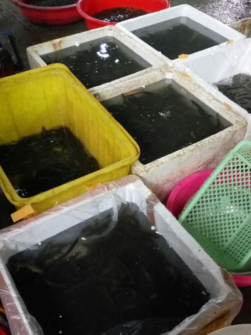 台湾泥鳅食用人工养殖8~10cm