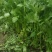 西芹60cm以上