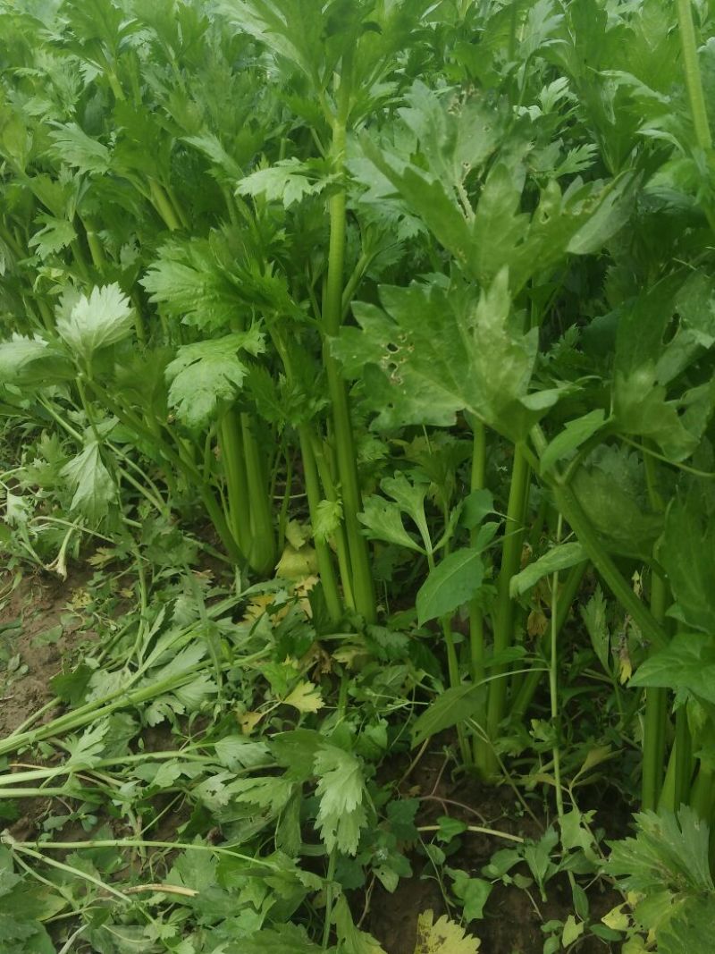西芹60cm以上