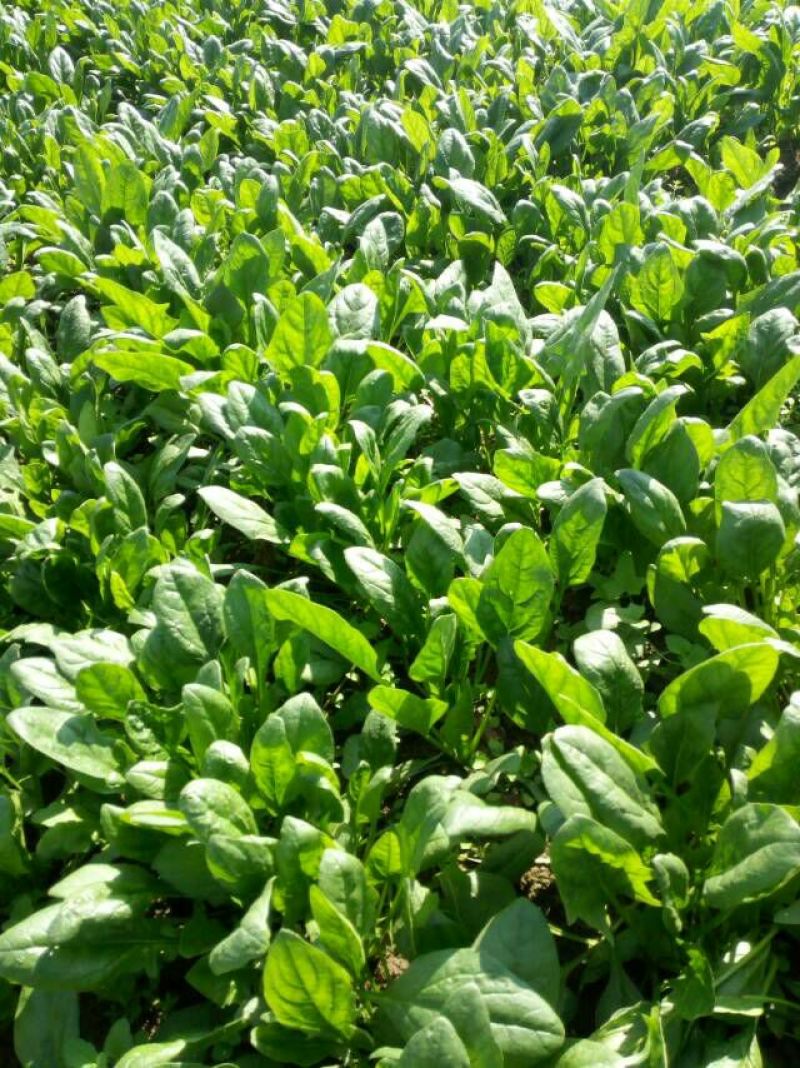 越冬菠菜20~25厘米