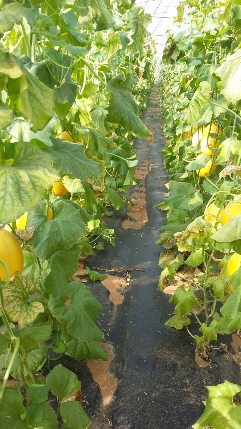 保丰蜜哈密瓜