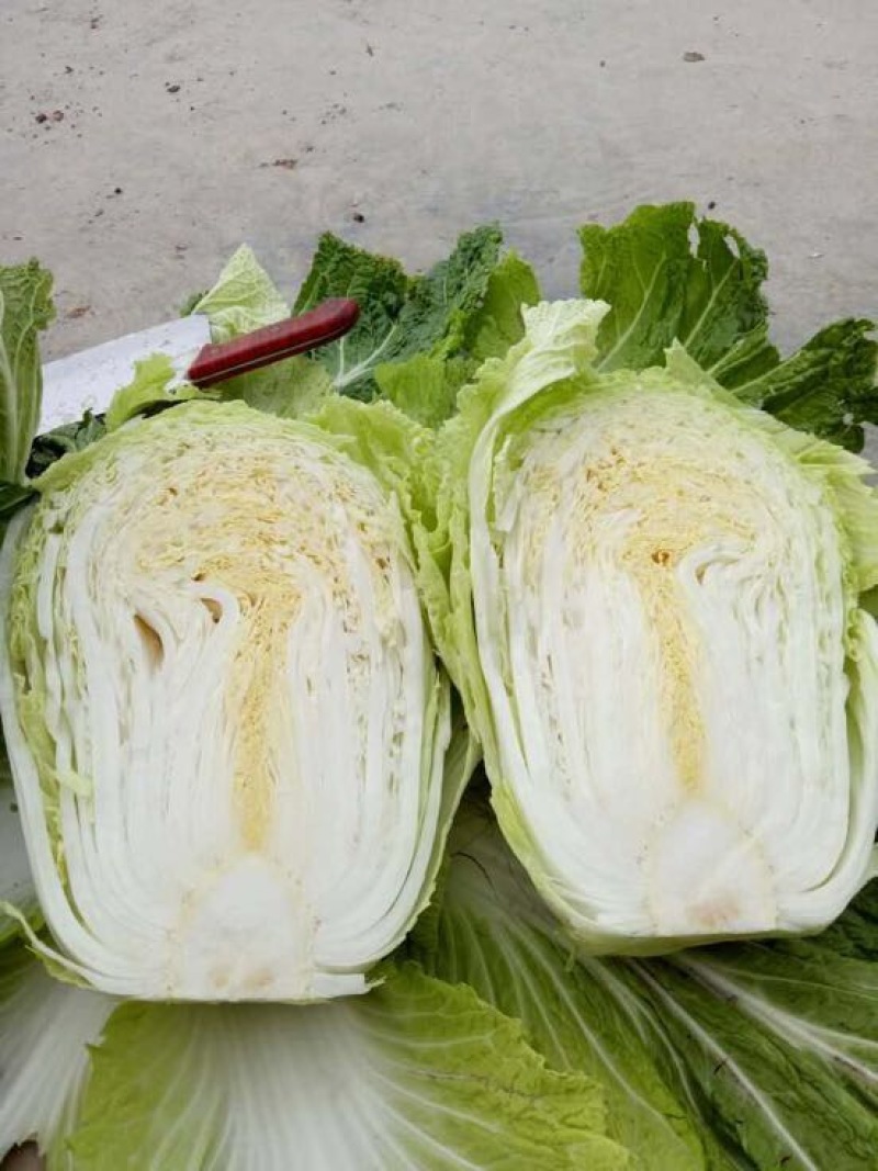大白菜