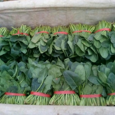 名门菠菜