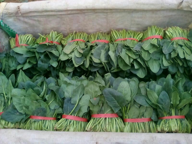 名门菠菜