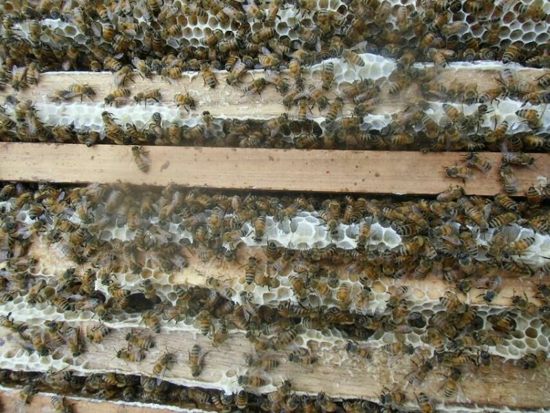 泰山千亩槐林原生态成熟槐花蜜1斤