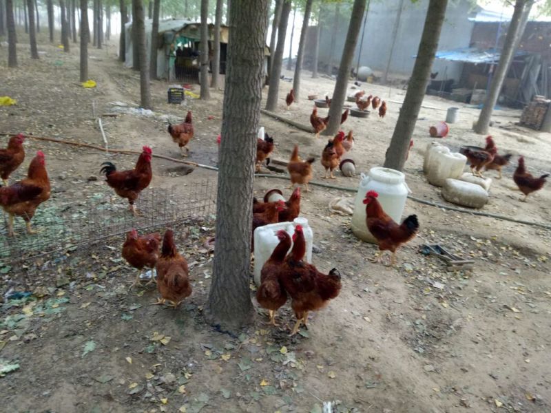 鸡7~8斤散养土鸡