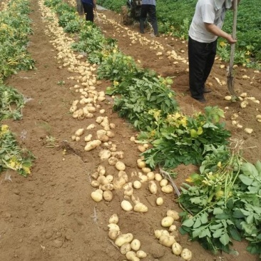 荷兰十五土豆2两以上通货