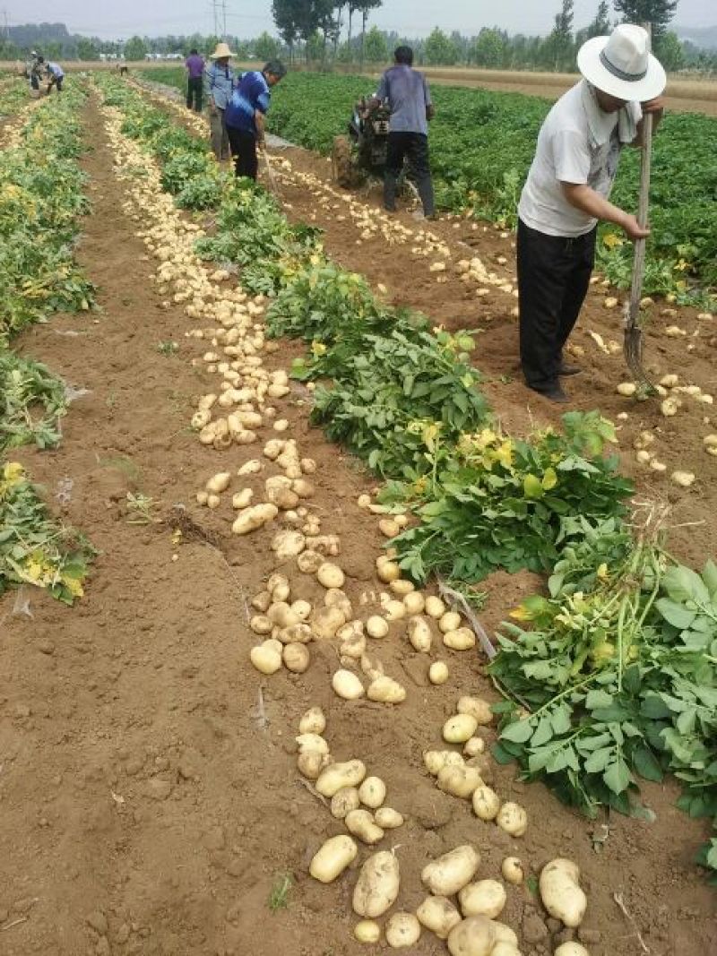 荷兰十五土豆2两以上通货