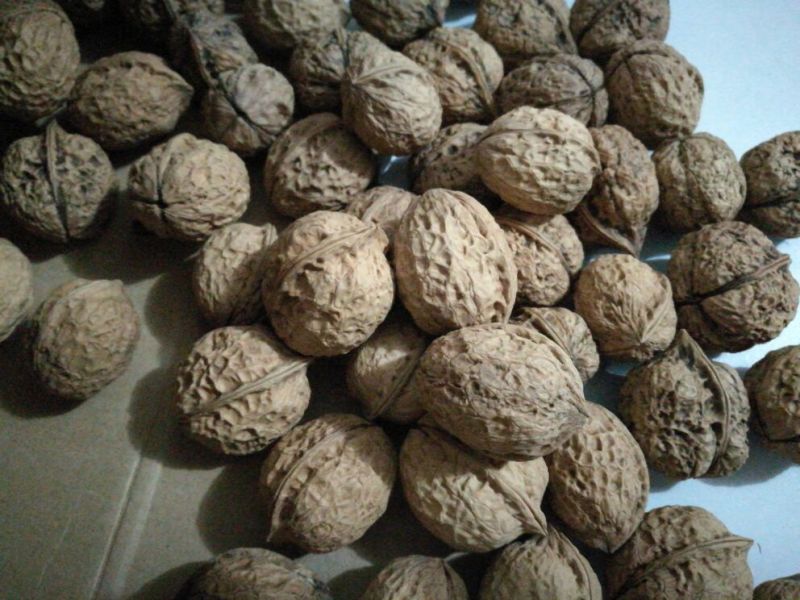 薄皮核桃去皮干