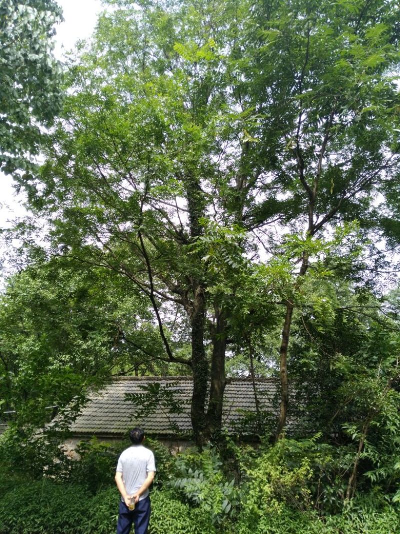 皂角树18~20cm20cm以上4米以上