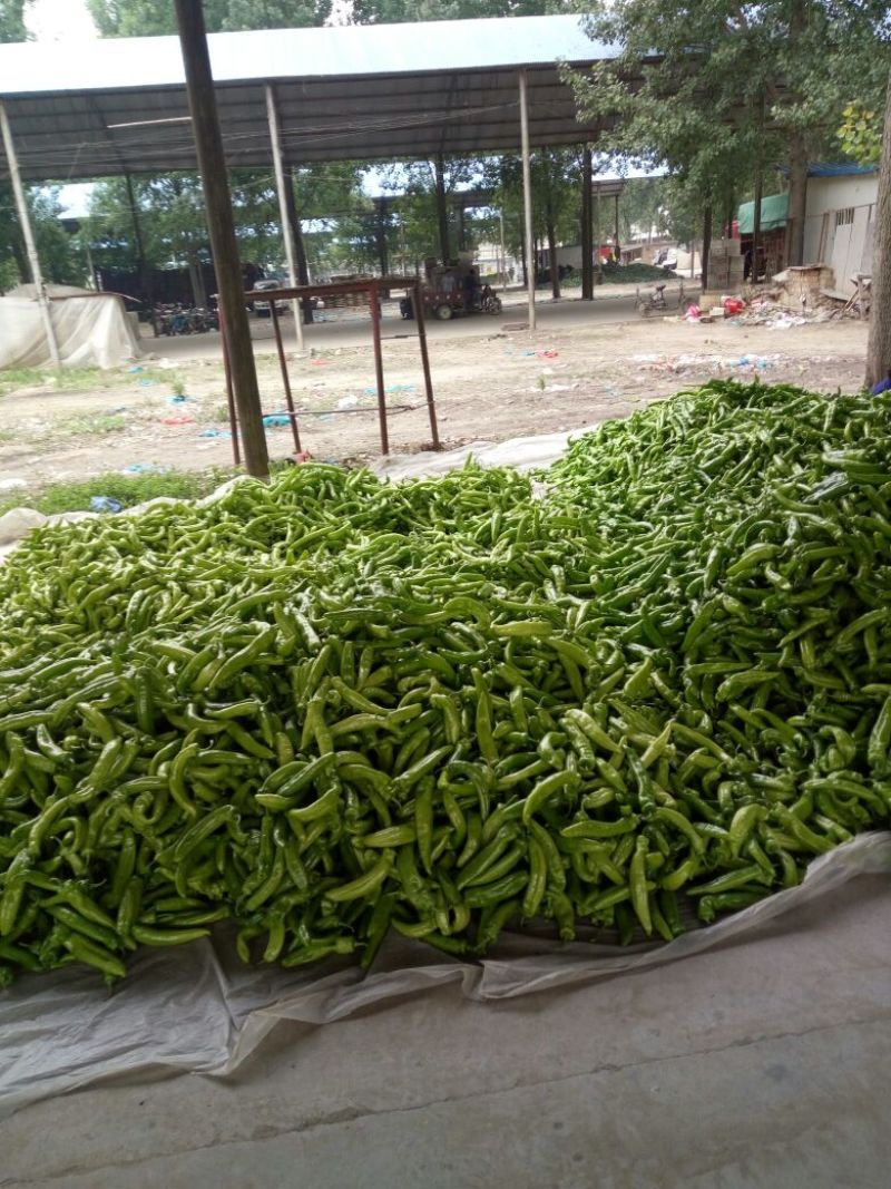黄皮辣椒15~20厘米