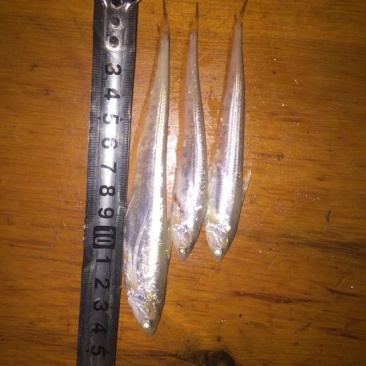 刀鱼