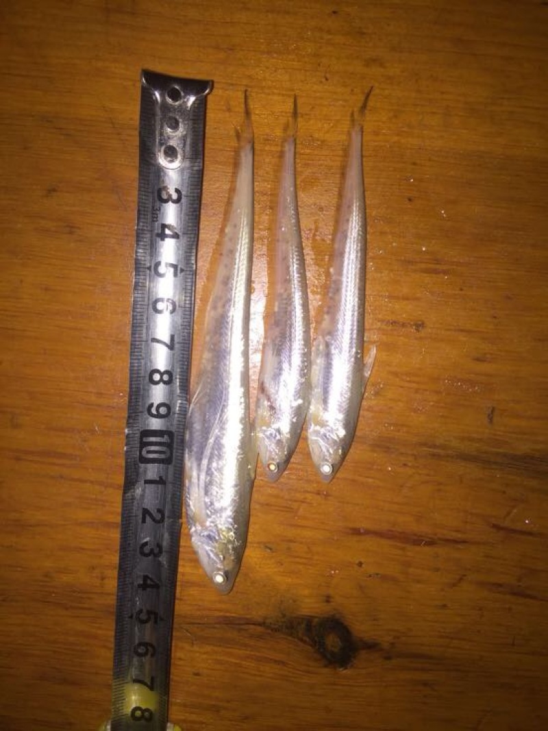 刀鱼