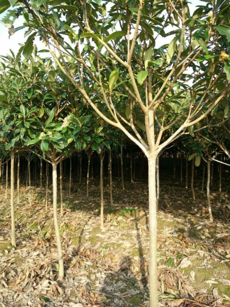 大叶女贞6~8cm