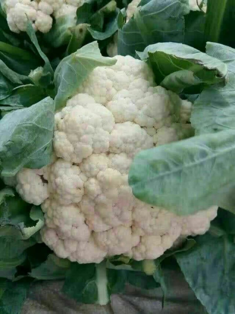 精品菜花，质量保证，产地直发，量大从优可视频看货