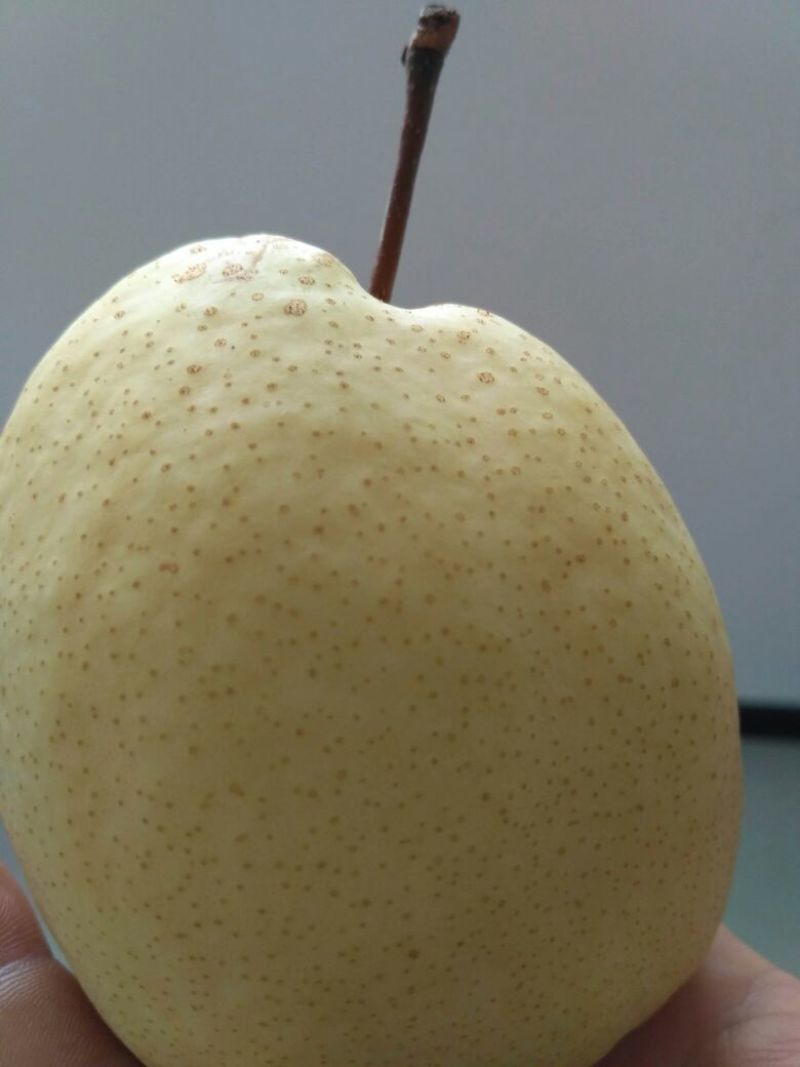 礼泉酥梨纸袋
