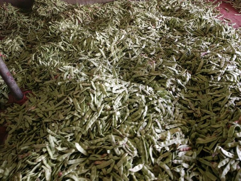 油豆角15厘米以上