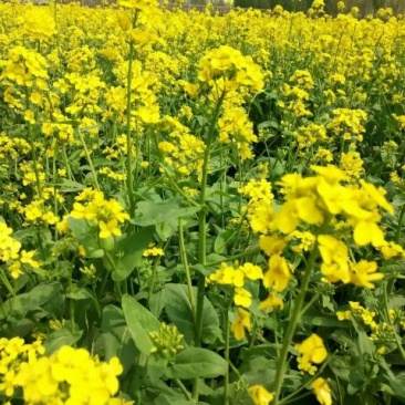 油菜籽1