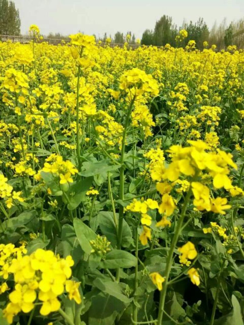 油菜籽1