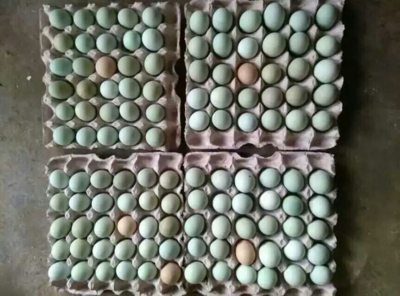 绿壳鸡蛋天然散养，绿壳蛋