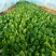 大叶菠菜20~25厘米