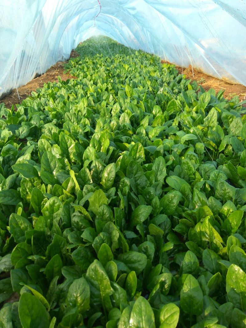 大叶菠菜20~25厘米