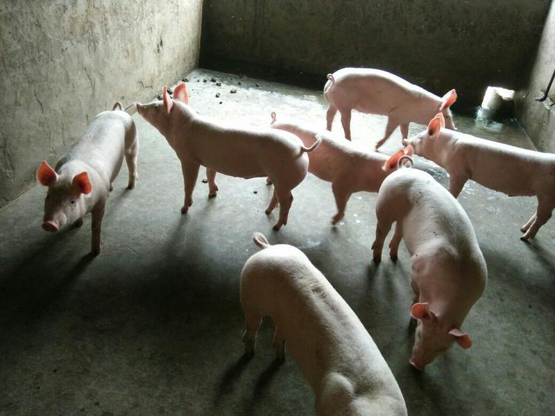 山东仔猪供应基地，常年批发长白仔猪，大罗克杜罗克，