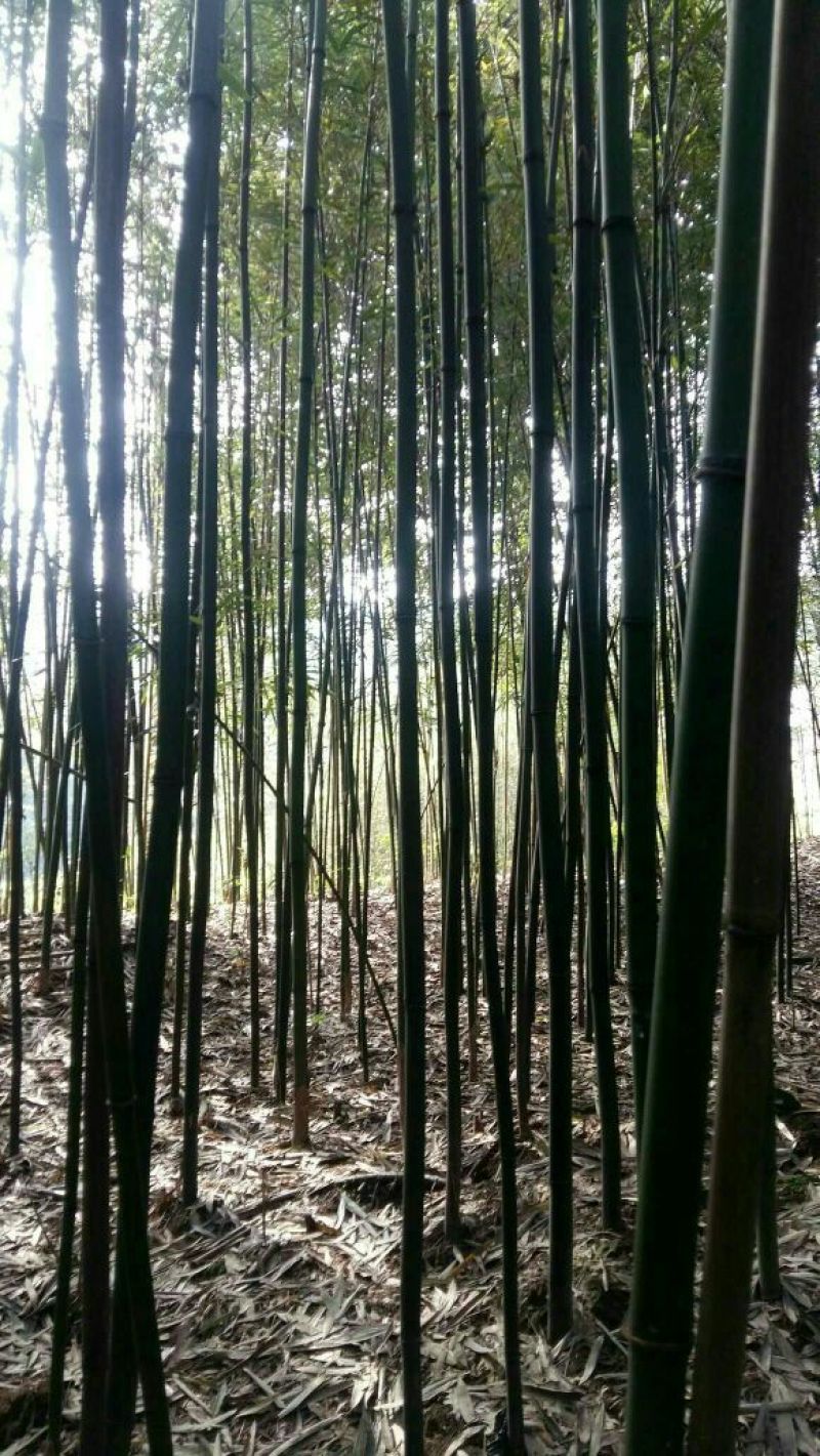 苦竹2~3m