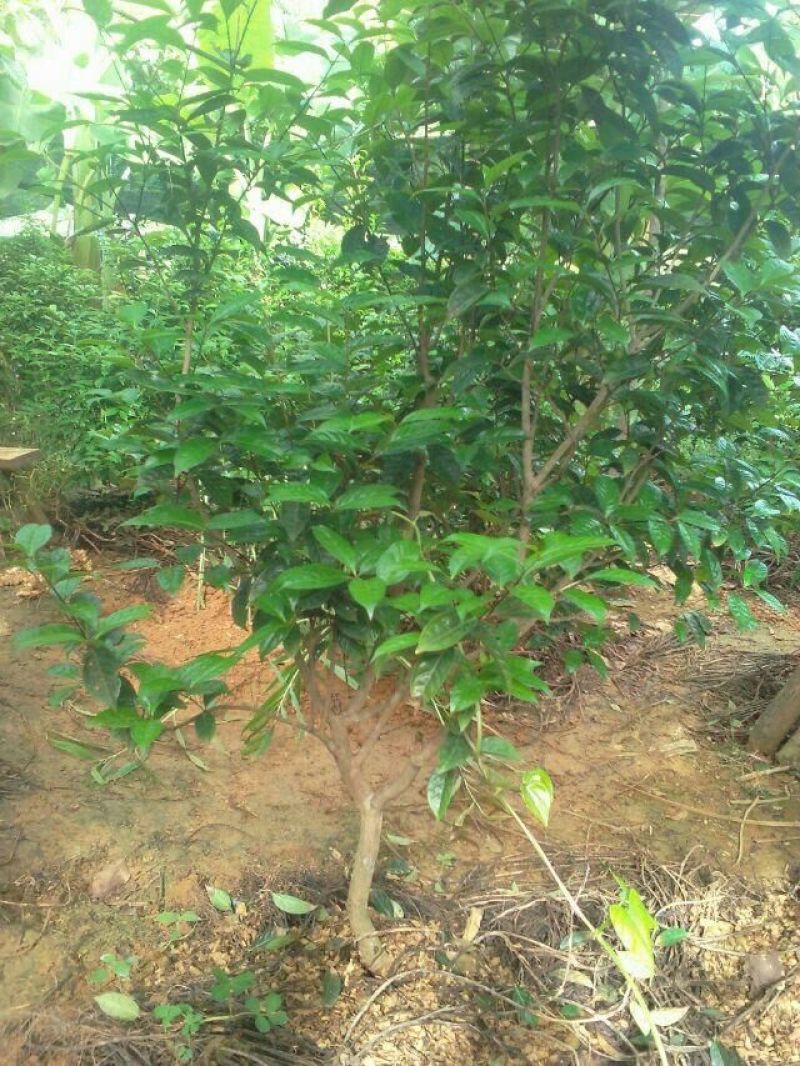 金花茶叶一级