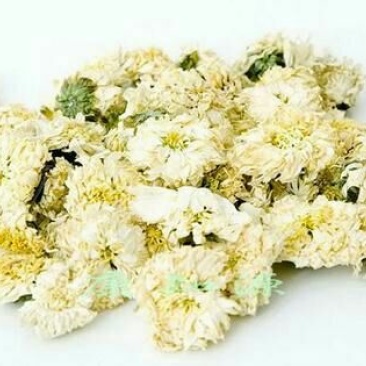 白菊花茶