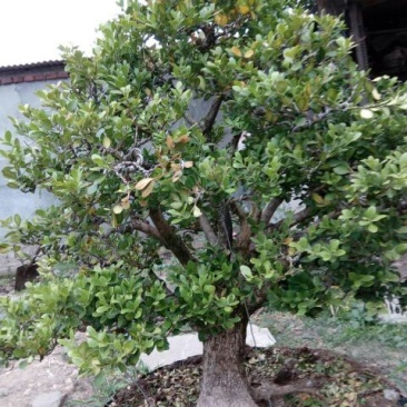 黄杨盆景不含盆50~80cm