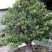 黄杨盆景不含盆50~80cm