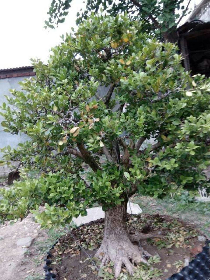 黄杨盆景不含盆50~80cm