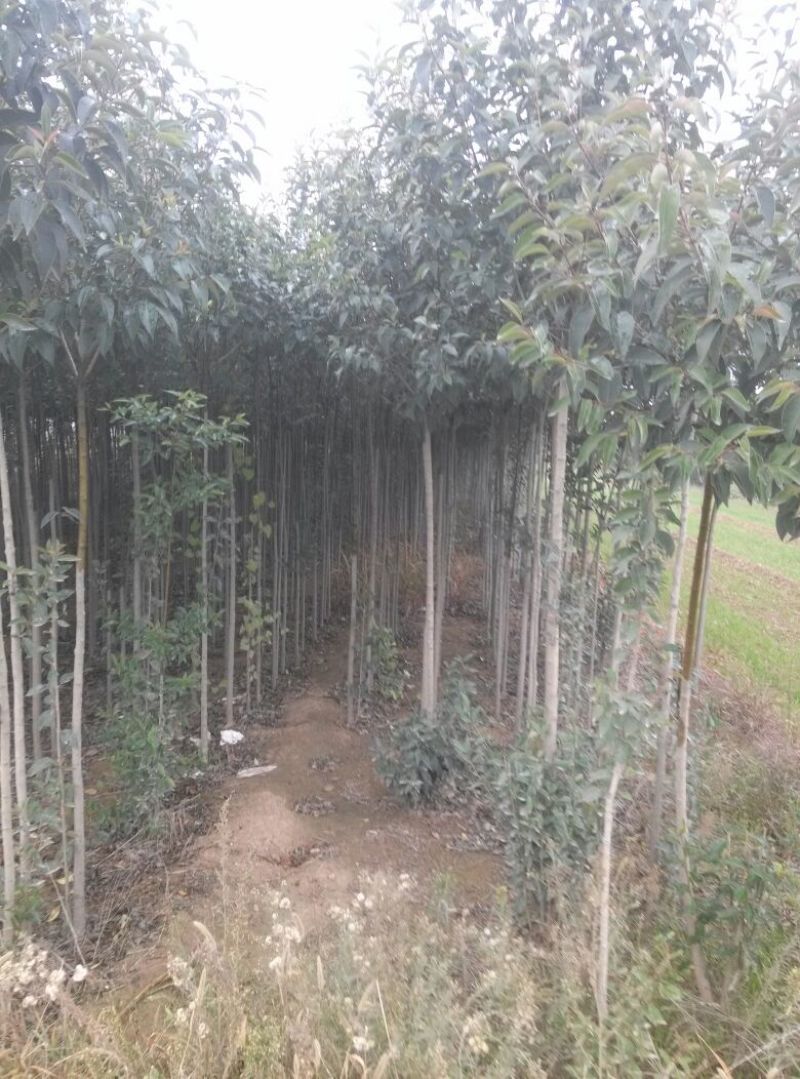大叶女贞4cm以下