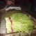 油麦菜25~30厘米以上
