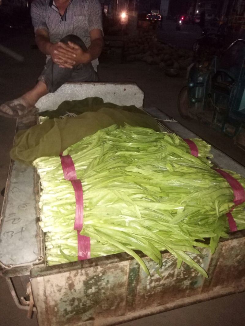 油麦菜25~30厘米以上