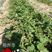 甜宝草莓苗10~20cm