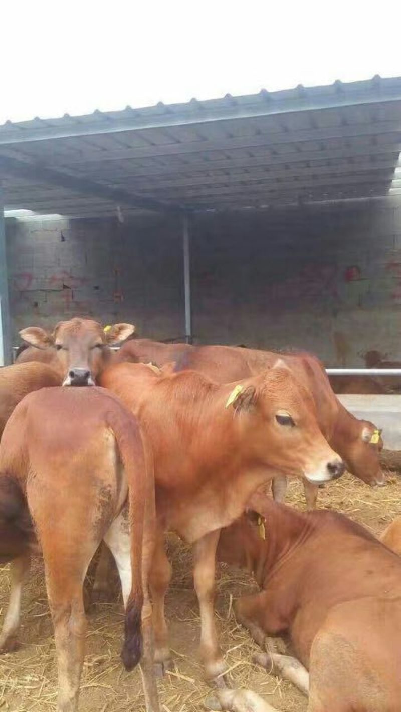 鲁西黄牛100~200kg