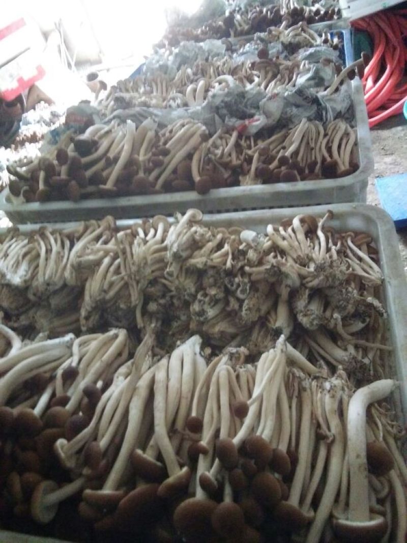 茶树菇